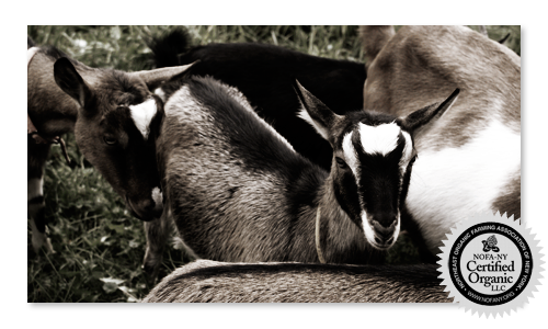 We are a NOFA-NY certified farm